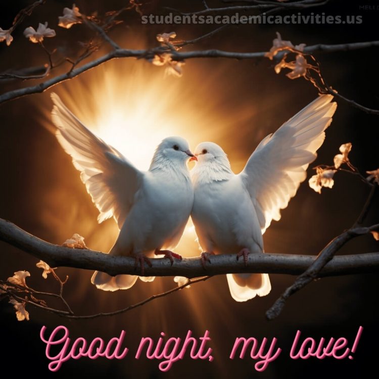 Good night my love picture pigeons gratis