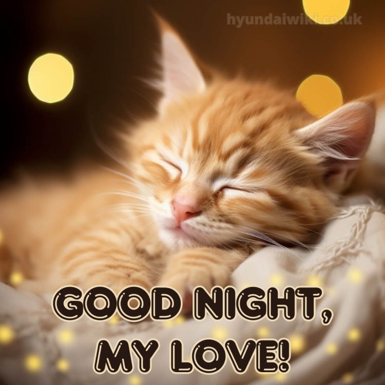 Good night love message picture cat gratis