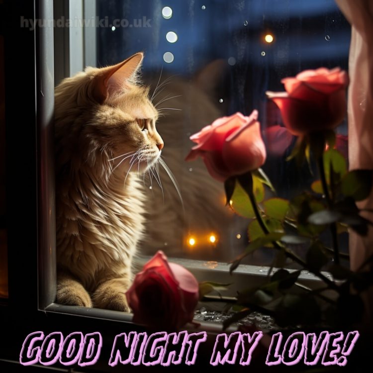 Good night love photo picture roses and a cat gratis