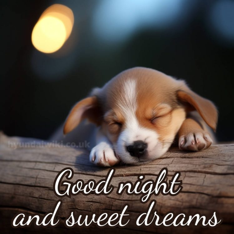 Good night love photo picture dog gratis