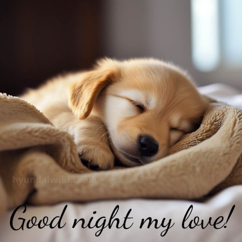 Good night love wishes picture dog gratis